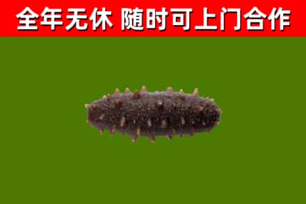 韩城回收海参干